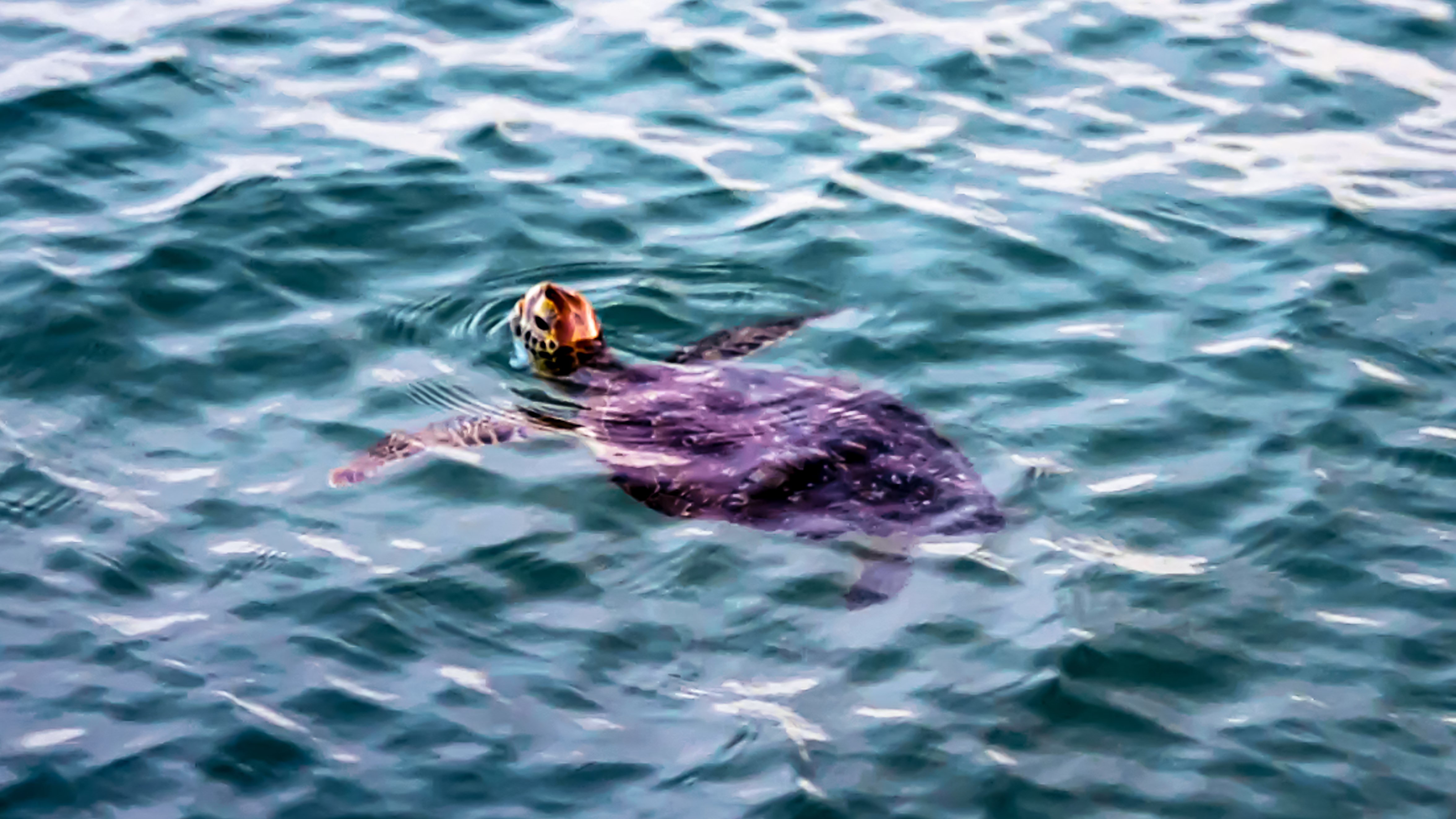 Turtle Swimming - Viking Ecotours
